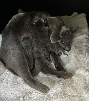 Blossom's 6th litter at 1 week old