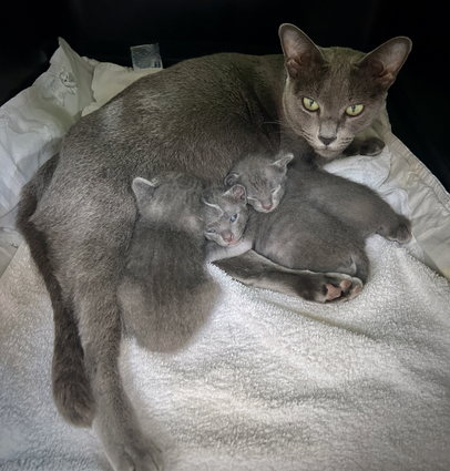 Blossom's 6th litter at 2 weeks old
