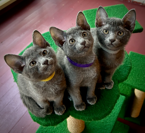 Blossom's 6th litter at 9 weeks old