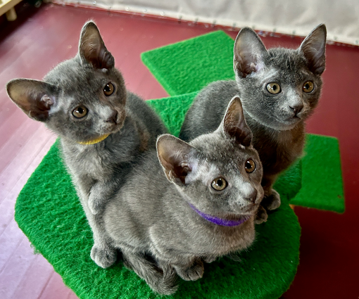 Blossom's 6th litter at 9 weeks old