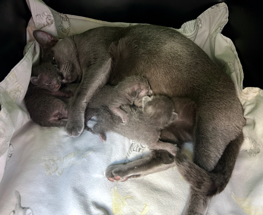 Blossom's 6th litter at 1 week old