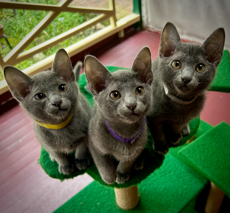 Blossom's 6th litter at 10 weeks old