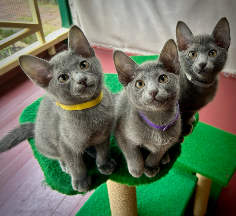 Blossom's 6th litter at 10 weeks old