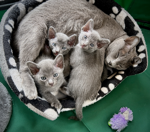 Blossom's 6th litter at 4 weeks old