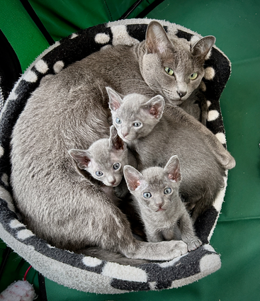 Blossom's 6th litter at 4 weeks old