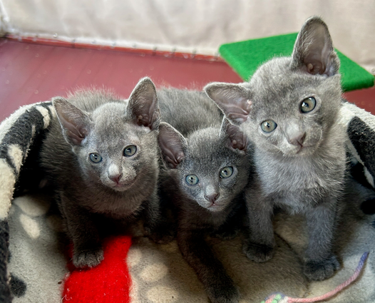 Blossom's 6th litter at 5 weeks old