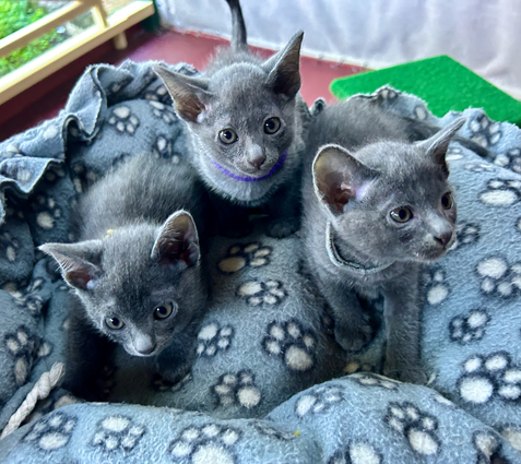 Blossom's 6th litter at 6 weeks old