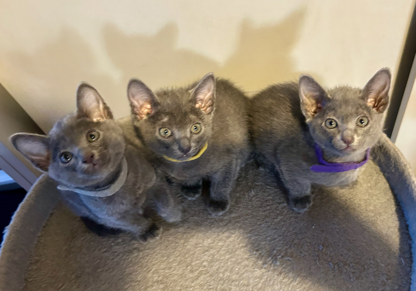 Blossom's 6th litter at 6 weeks old