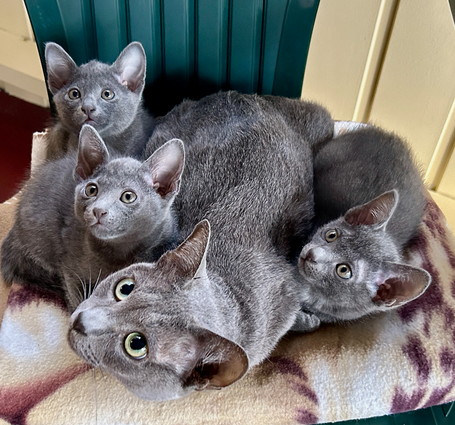 Blossom's 6th litter at 7 weeks old