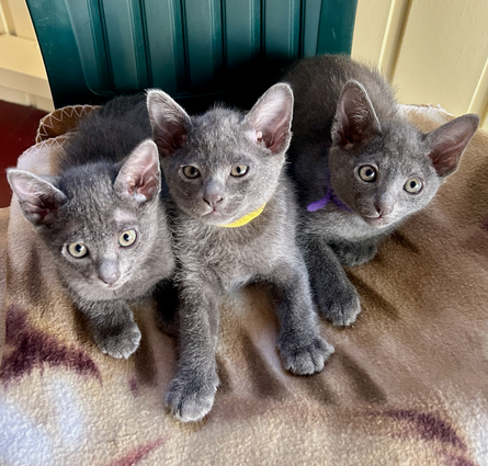 Blossom's 6th litter at 7 weeks old