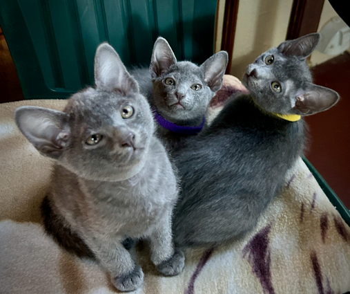 Blossom's 6th litter at 8 weeks old