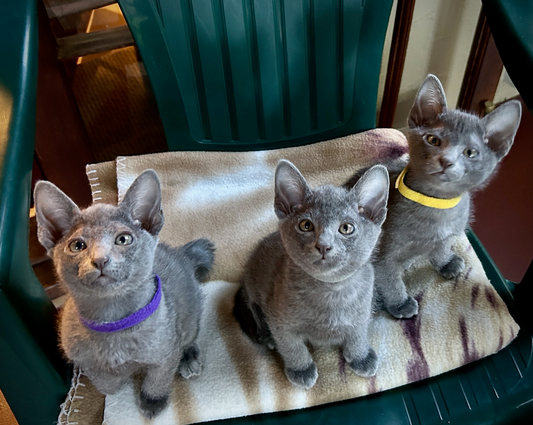 Blossom's 6th litter at 8 weeks old
