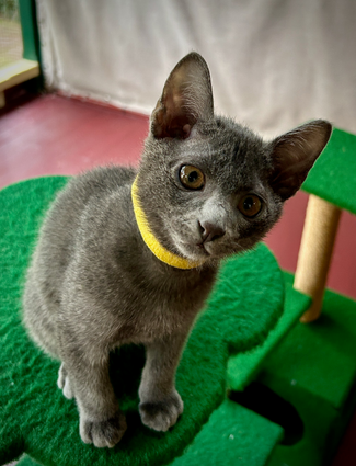 Blossom's 6th litter at 11 weeks old
