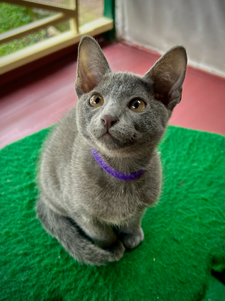 Blossom's 6th litter at 11 weeks old