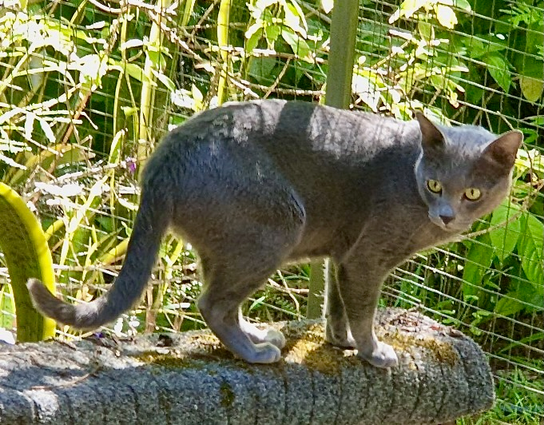 MeeNoi at Ratchasima Korats
