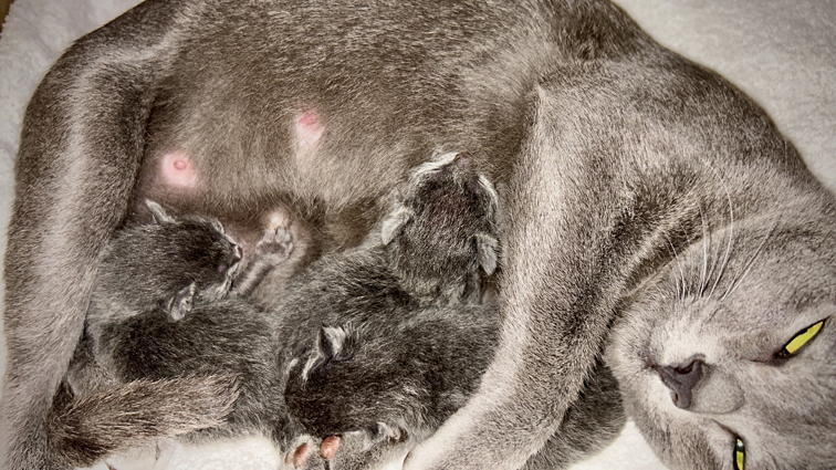 Popee with newborn kittens